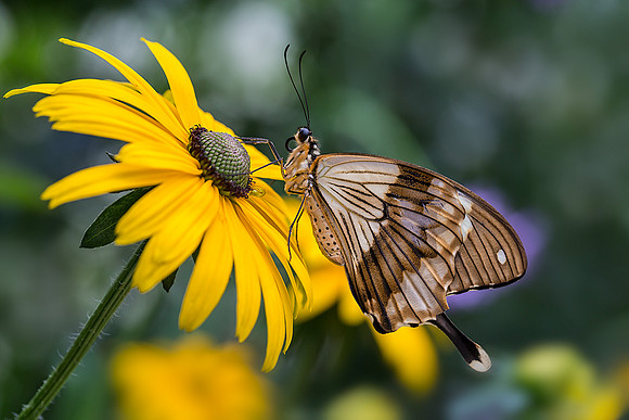 Mocker Swallowtail - Male