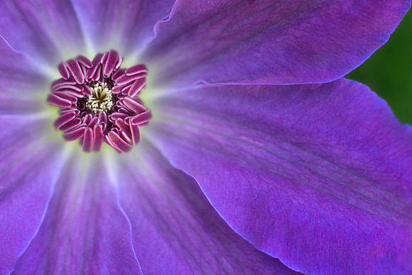 Clematis