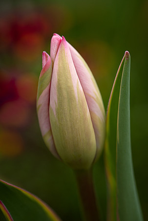 Tulip with a Curl