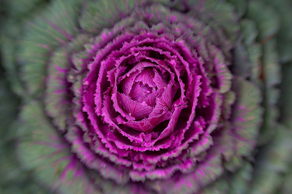 Decorative Kale