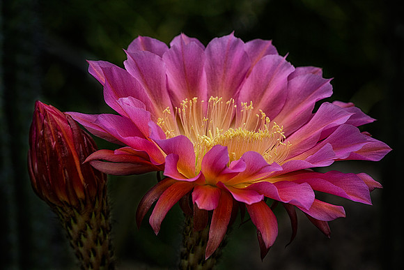 Cactus Flower