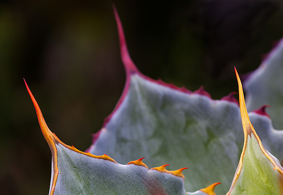 Artichoke Agave