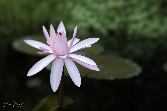 Waterlily at Longwood Gardens