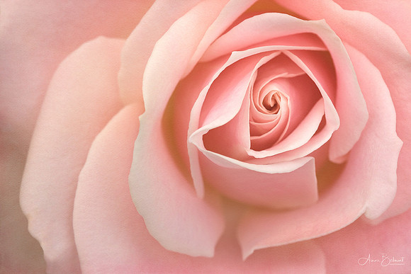 Pink Swirls