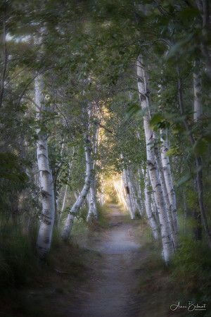 Birches of Jesup Path, Acadia National Park