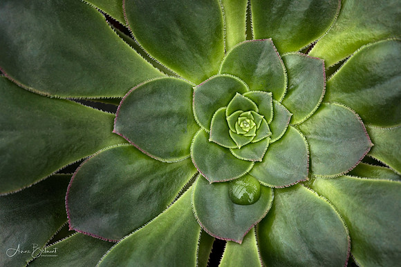 Aeonium Symmetry