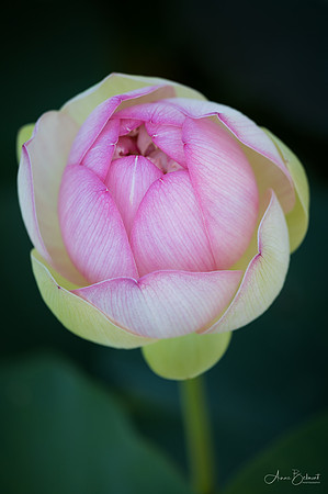 Lotus Bud