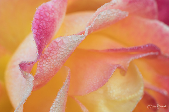 Dew Laden Petals