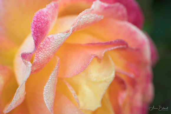 Dew of the Rose