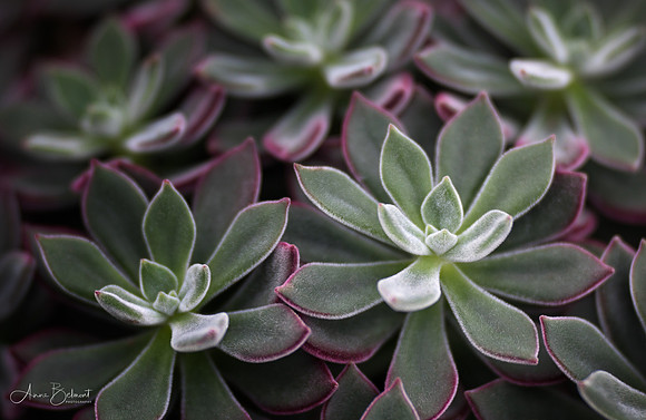 'Red Velvet' Echeveria