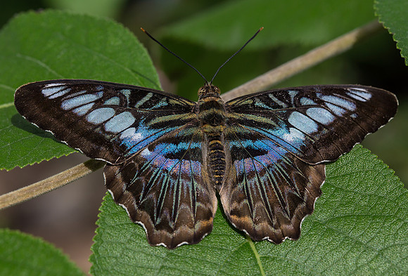 Violet Clipper