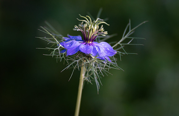 Love-in-a-Mist