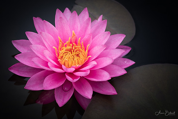 Pink Jewel