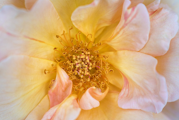 Sunny Rose