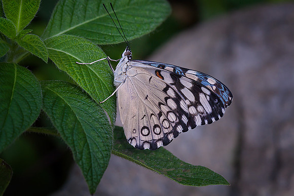 Yellow Cracker