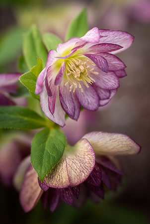 Hellebore