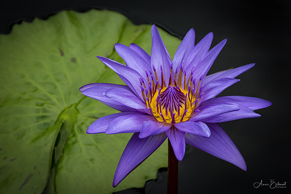 Burst of Color