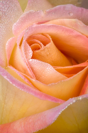 Rose with Dew