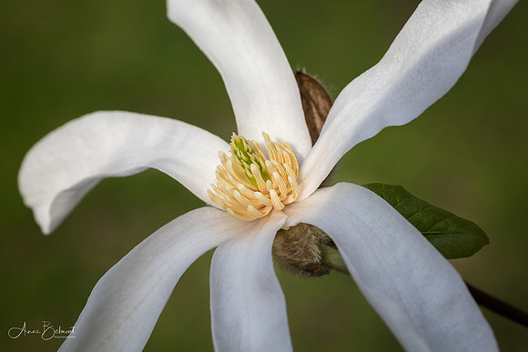Star Magnolia