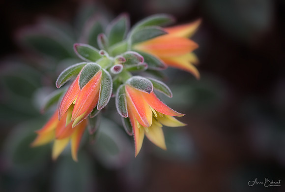 'Red Velvet' Echeveria