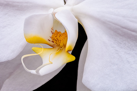 Phalaenopsis #2