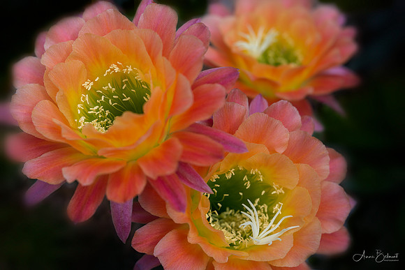 Echinopsis 'Apricot Glow'