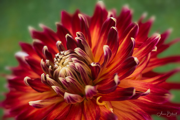 Fall Dahlia