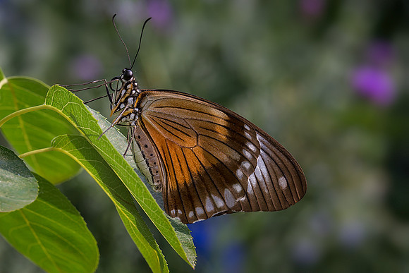 Mocker Swallowtail - Female