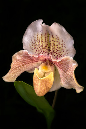 Paphiopedilum #4