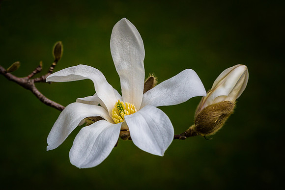 Star Magnolia