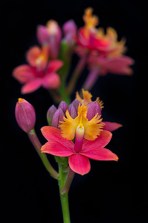 Epidendrum Hybrid
