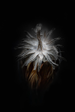 Winter Rudbeckia