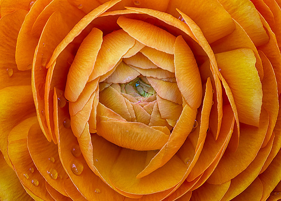 Persian Buttercup