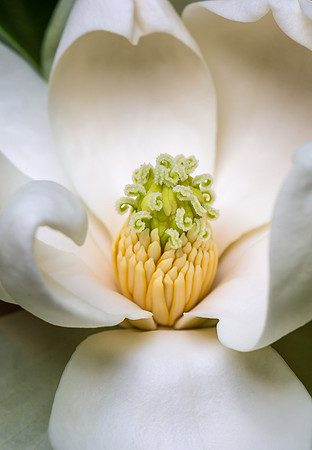 Sweet Bay Magnolia