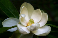 Sweet Bay Magnolia