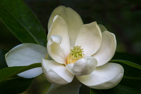 Sweet Bay Magnolia