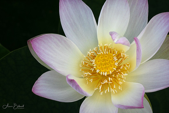 Lotus