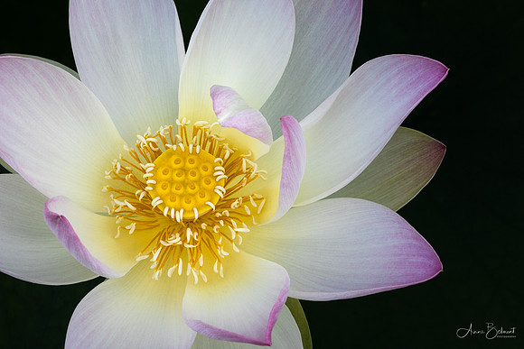 Lotus