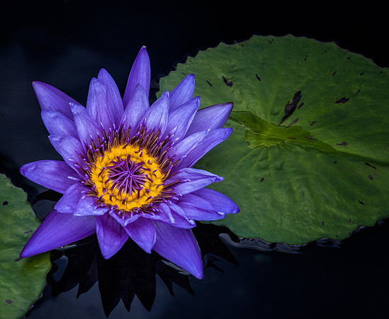 Waterlily