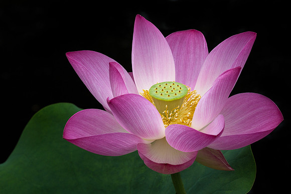 'Russian Red' Lotus