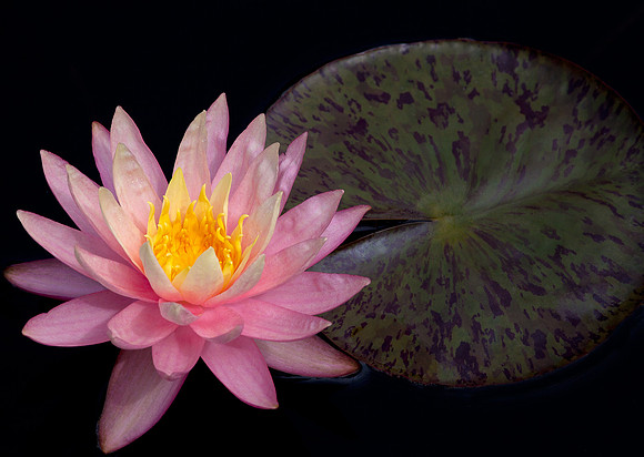 Waterlily
