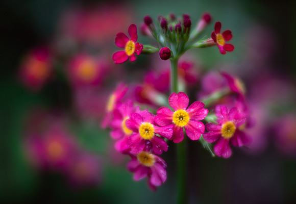 Candelabra Primrose