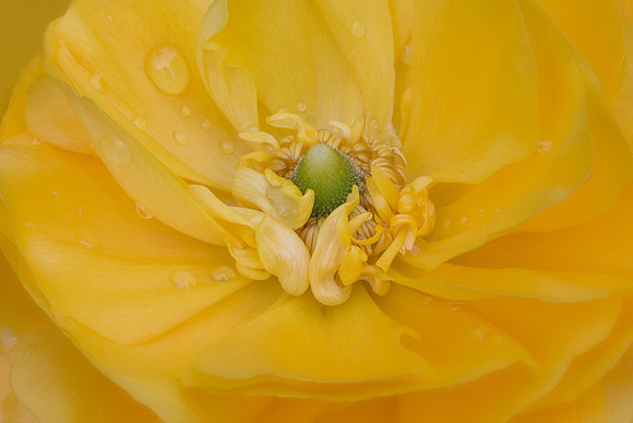 Yellow Buttercup