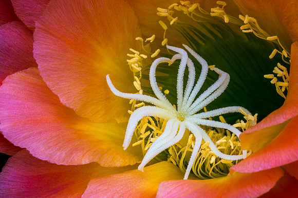 Echinopsis 'Apricot Glow'