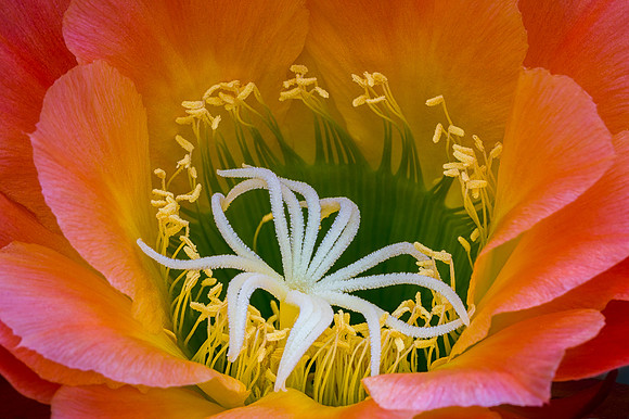 Echinopsis 'Apricot Glow'