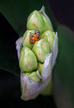 Ladybug on Natal Lily Bud