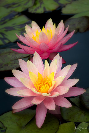 Waterlilies in Pink