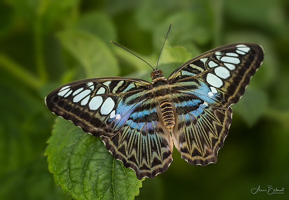 Blue Clipper