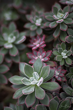 'Red Velvet' Echeveria