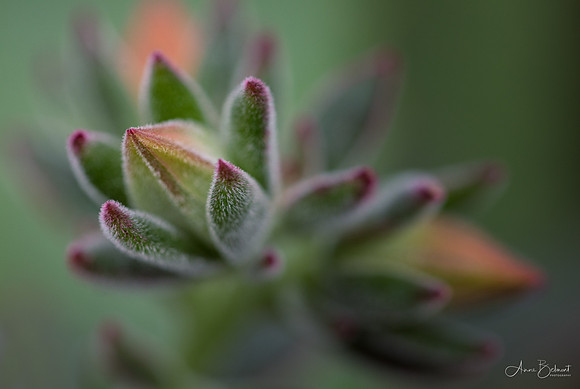 Flowering 'Red Velvet' Echeveria